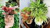 How To Have Beautiful Potted Plants To Decorate Your Home Without Spending Money